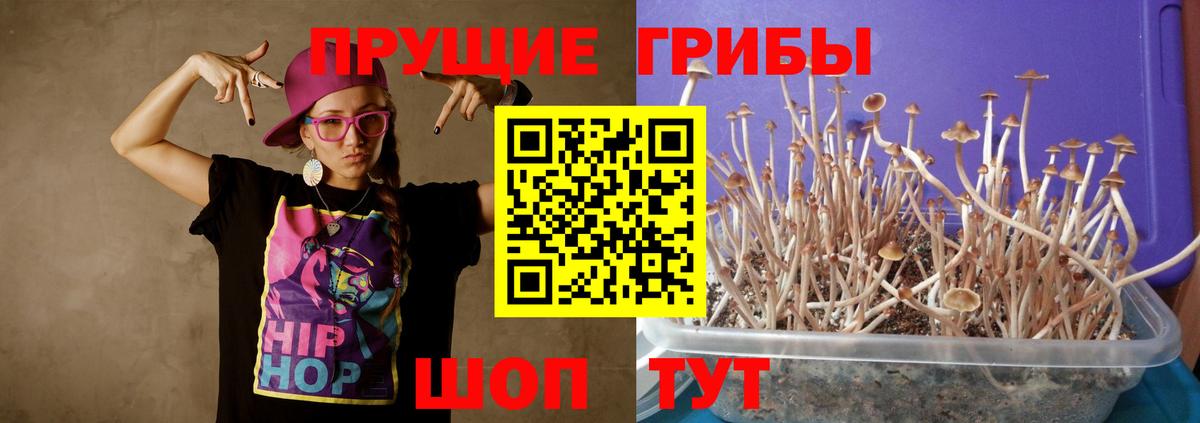 Галлюциногенные грибы Psilocybine cubensis Нижний Тагил